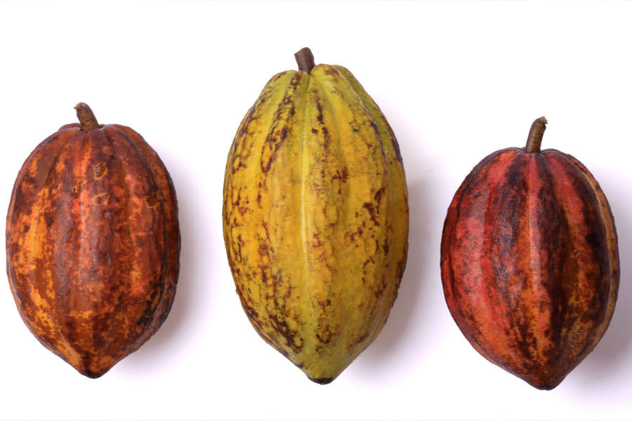 source cacao for bean to bar chocolate - the genetics
